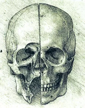 Skull by Leonardo Da Vinci Oil Painting